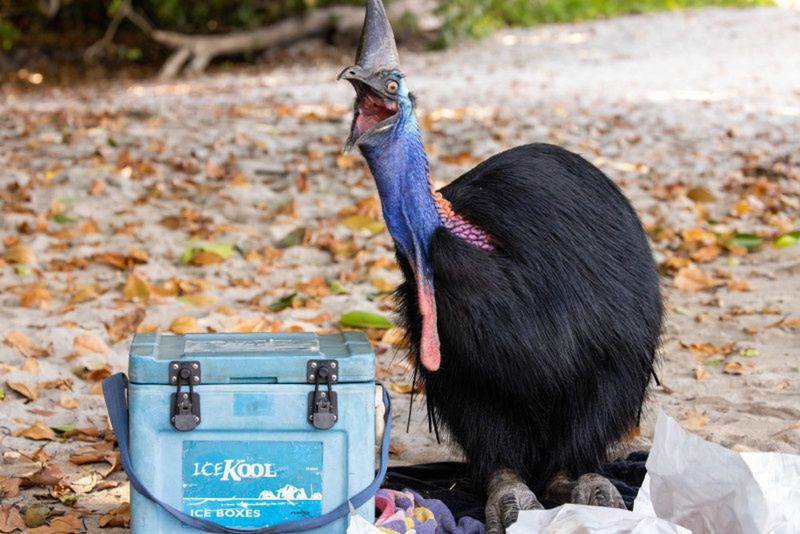 "Your Picnic’s Mine!"