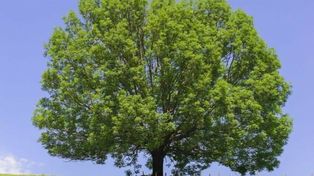 Wiosna: Sezon alergii ruszył. Co pyli w maju?