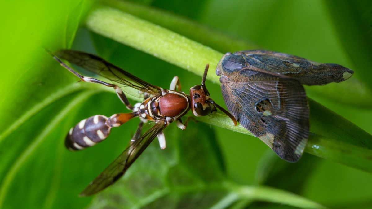  Nowa metoda pozwoliła zidentyfikować 3455 gatunków owadów [zdj. ilustracyjne] 