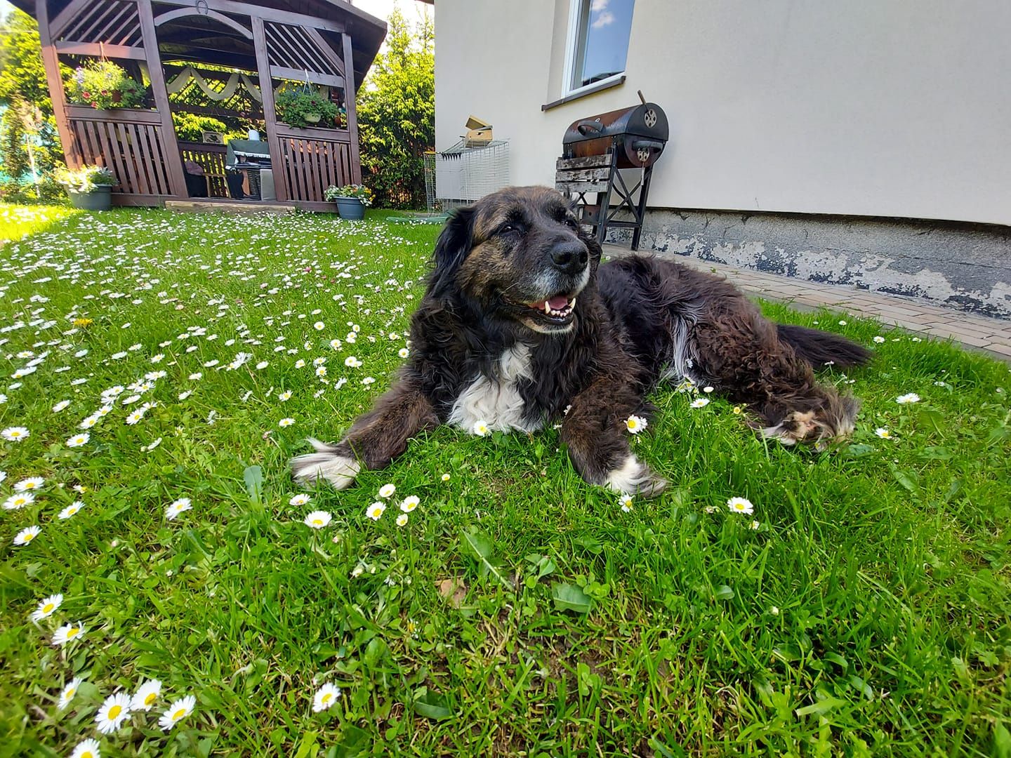 Dzień Kundelka na Pudelku!