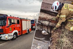 Pies wpadł do szamba. Błyskawiczna akcja ratunkowa
