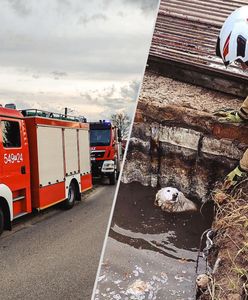 Pies wpadł do szamba. Błyskawiczna akcja ratunkowa