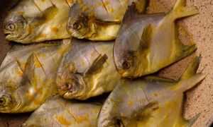 We Włoszech jej nie kupisz. W Polsce wciąż jest dostępna