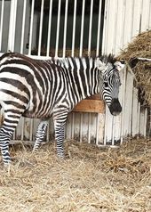 Zebra Łezka