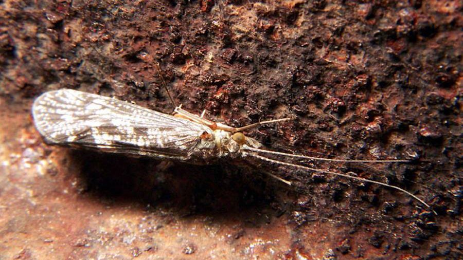 Mikroplastik zanieczyszcza środowisko od co najmniej pół wieku