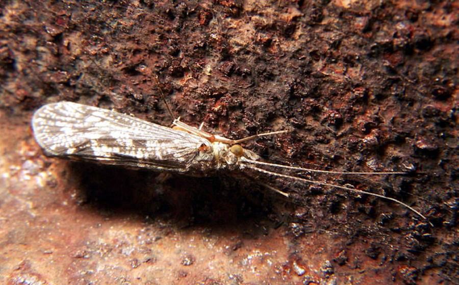 Mikroplastik znaleziony w osłonkach larw owadów sprzed 50 lat