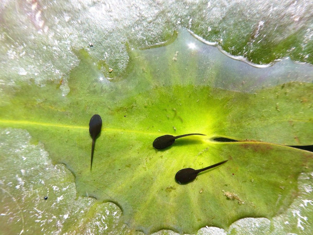 Nietoperz podczas polowania - zwycięskie zdjęcie British Wildlife Photography Awards 2018 7