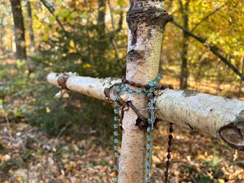 Rzędziany: Wyjątkowy cmentarz dla zwierząt pod Białymstokiem