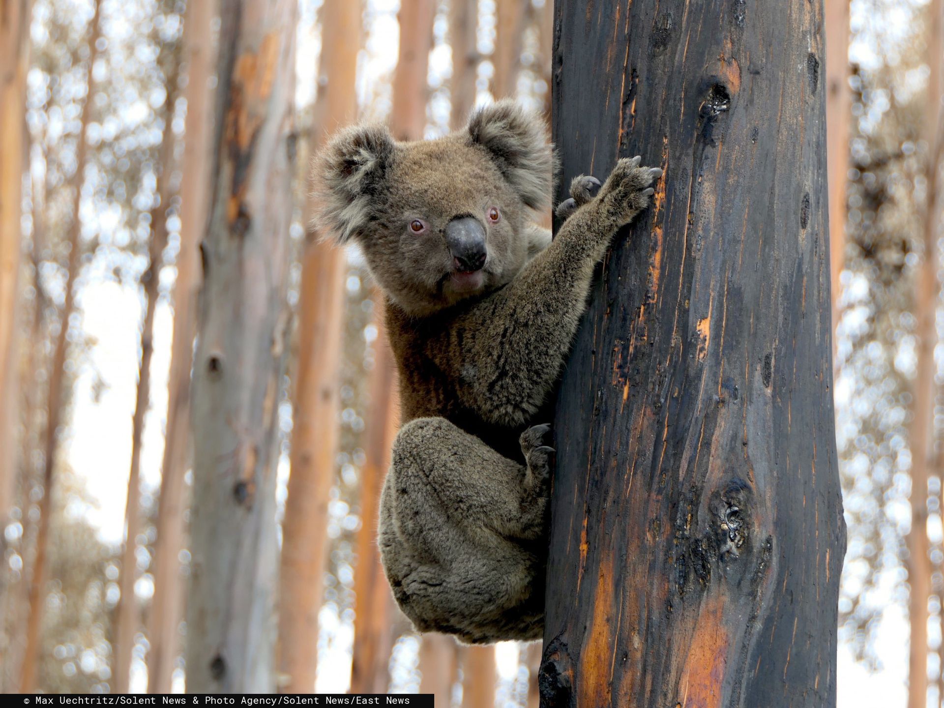 Koala