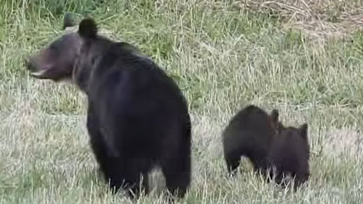 Rzadki widok w Bieszczadach. Niedźwiedzica z trojaczkami