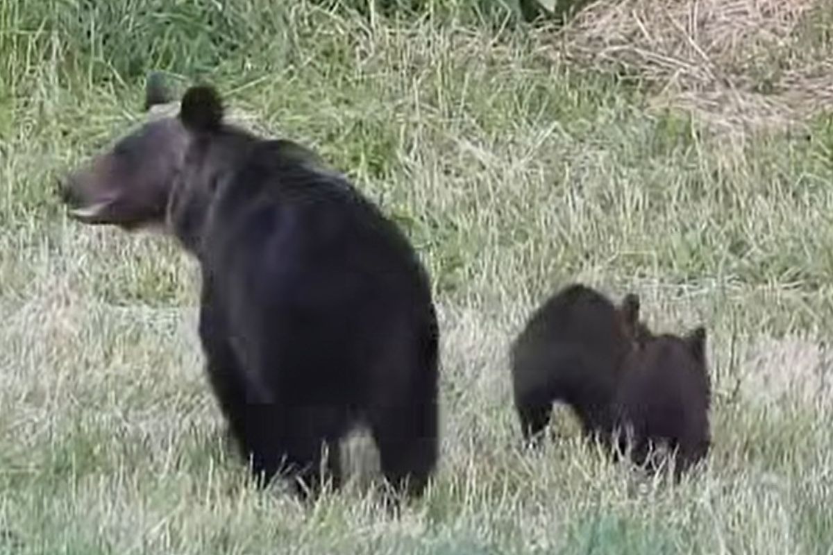 Robi tak tylko 10 proc. niedźwiedzic. Leśnik uchwycił w Bieszczadach