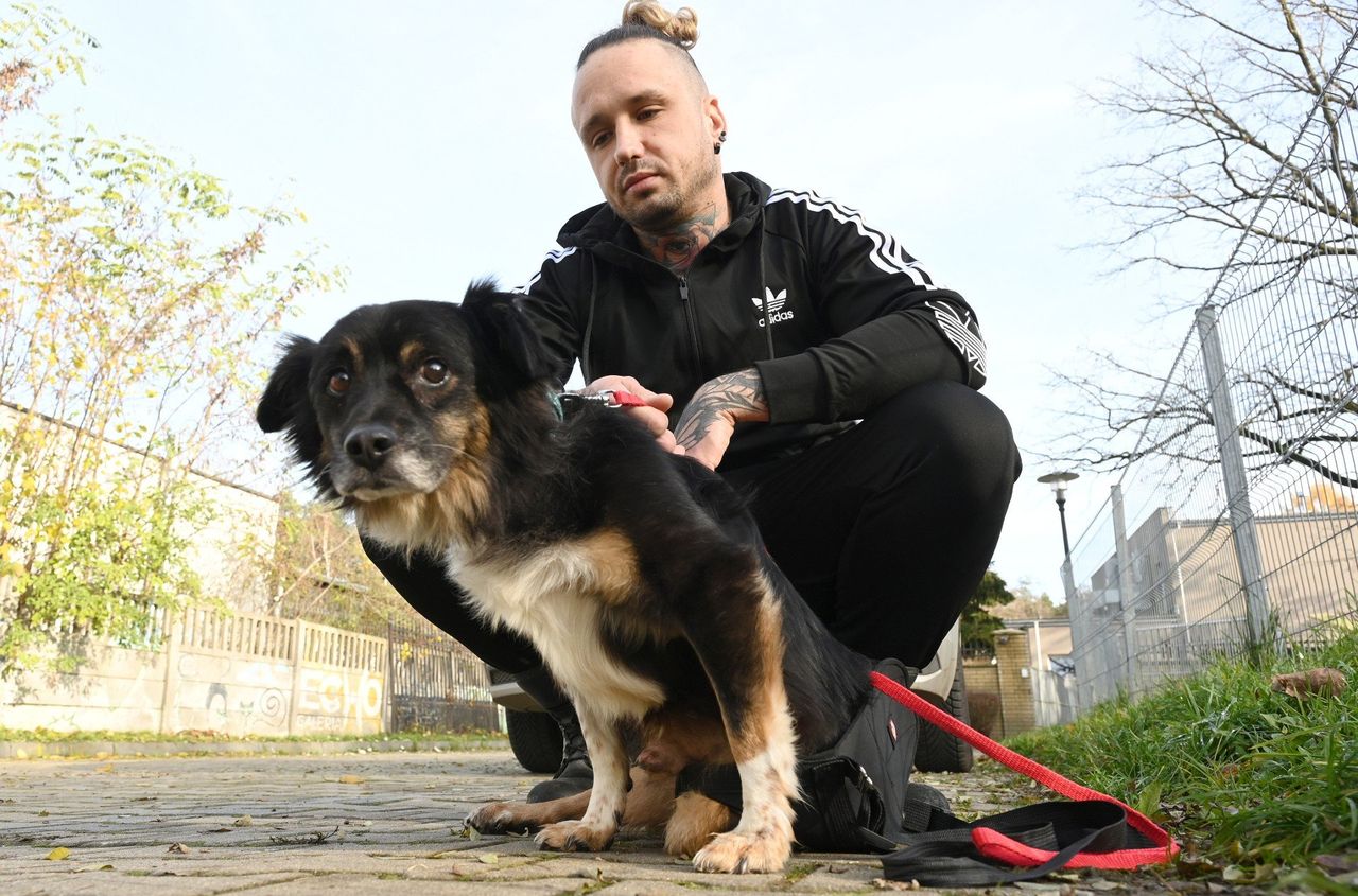 Kielce: Adoptuj psa ze schroniska. Niepełnosprawny Kajtek chciałby mieć prawdziwy dom