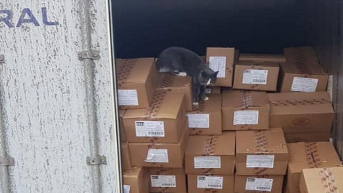 kot zwierzę śmieszne