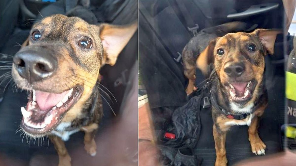 Kierowca zostawił w aucie psa. Strażnicy miejscy szybko interweniowali