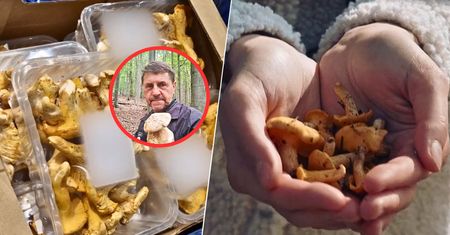 Potężna cena za kilogram kurek. Znawca grzybów mówi o pewnym zjawisku