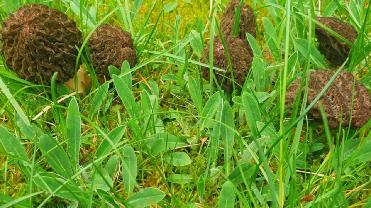 Wyjątkowe grzyby. Wyrosły na prywatnej posesji pod lasem!