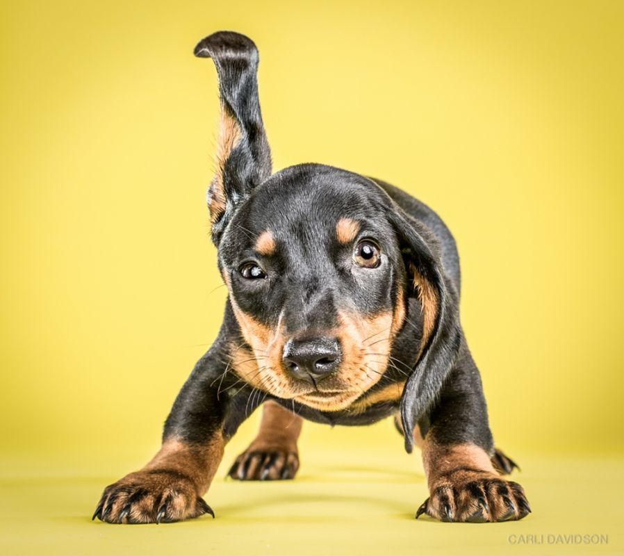 Shake Puppies - zakręcone szczeniaki Carli Davidson 14
