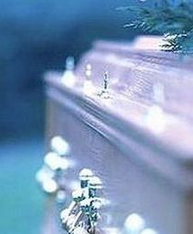 Dąb na wpół wieczny