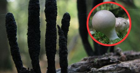 Grzyby jak żarówki i ludzkie palce. Niezwykłe zdjęcia z Podlasia