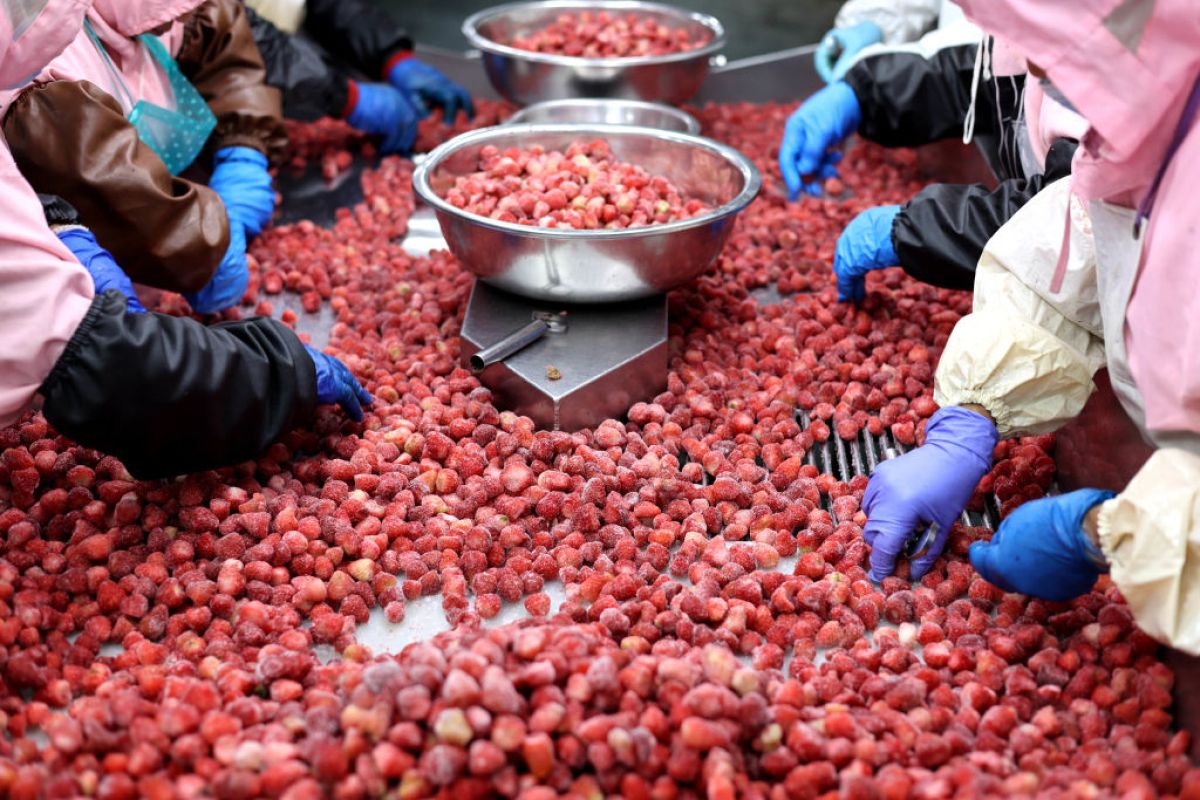 Egipt zarabia krocie na eksporcie truskawek do Polski. Kwota robi wrażenie