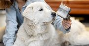 Czy usługi groomerskie są konieczne dla wszystkich psów? Nie każda rasa potrzebuje pielęgnacji w salonie