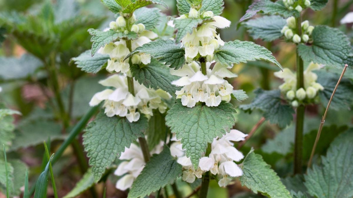 Jasnota biała świetnie odnajdzie się w kuchni
