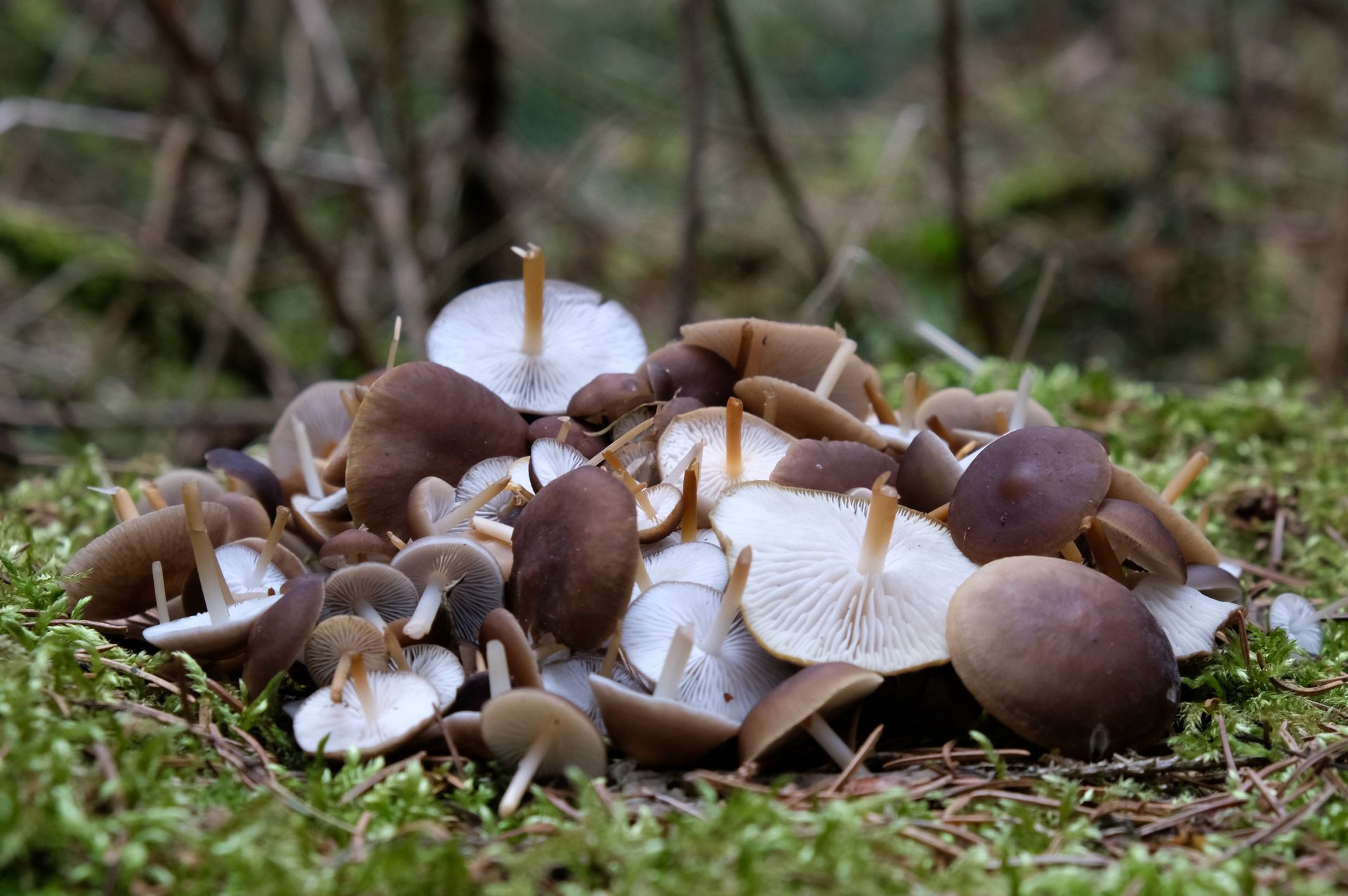 Polacy choćby nie schylają się po te grzybki, bo ich nie znają. Sezon trwa w najlepsze, a na masełku lepsze niż kurki i opieńki