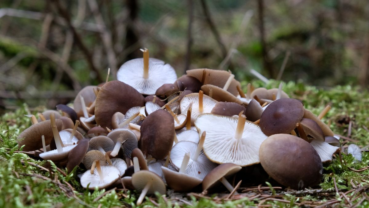 Szyszkówka świerkowa to doceniany, a smaczny grzyb