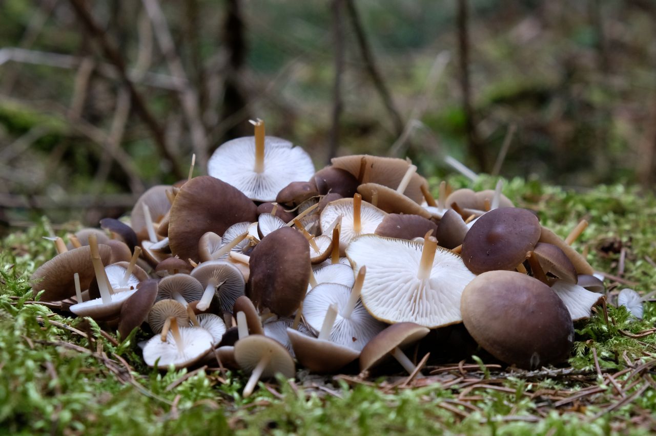 Szyszkówka świerkowa to doceniany, a smaczny grzyb