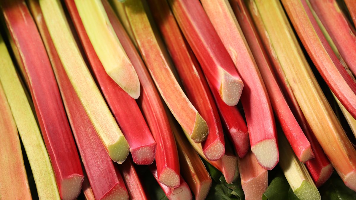 Sezon na rabarbar rozpoczyna się wiosną