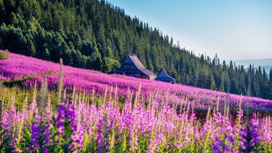 Wierzbówka kiprzyca wygląda zjawiskowo