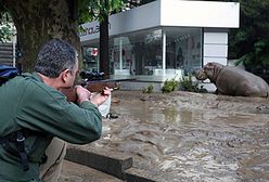 Niebezpieczne zwierzęta grasują po ulicach Tbilisi