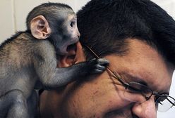 Harce 2-miesięcznej osieroconej małpki