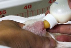 Japonia w żałobie po śmierci małej pandy