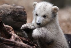 Anori - następczyni słynnego niedźwiedzia Knuta