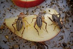 To zdarzyło się w Polsce!