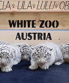 Tygrysie pięcioraczki z Austrii