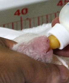 Japonia w żałobie po śmierci małej pandy