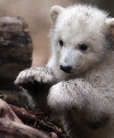 Anori - następczyni słynnego niedźwiedzia Knuta