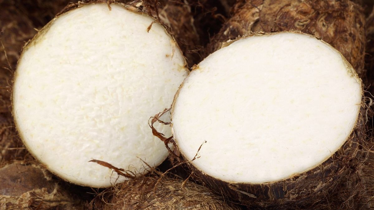 Kolokazja jadalna. Popularny zamiennik ziemniaków.