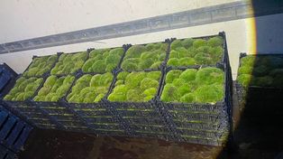 Stąporków: Mężczyzna kradł mech z lasu. Policjanci zatrzymali go, gdy jechał załadowanym dostawczakiem