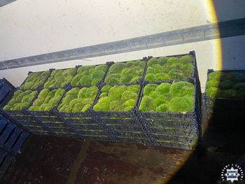 Stąporków: Mężczyzna kradł mech z lasu. Policjanci zatrzymali go, gdy jechał załadowanym dostawczakiem