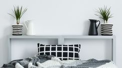 Dracena wonna - właściwości i uprawa w domu