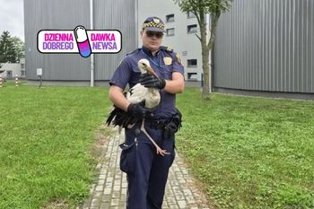 71 uratowanych zwierząt. Strażnicy miejscy działają w Eko-Patrolu