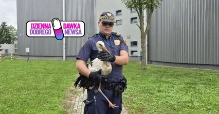 71 uratowanych zwierząt. Strażnicy miejscy działają w Eko-Patrolu