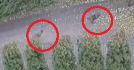 Psy goniły dziecko w Brennej. Zostały otrute. Wyrok w głośnej sprawie