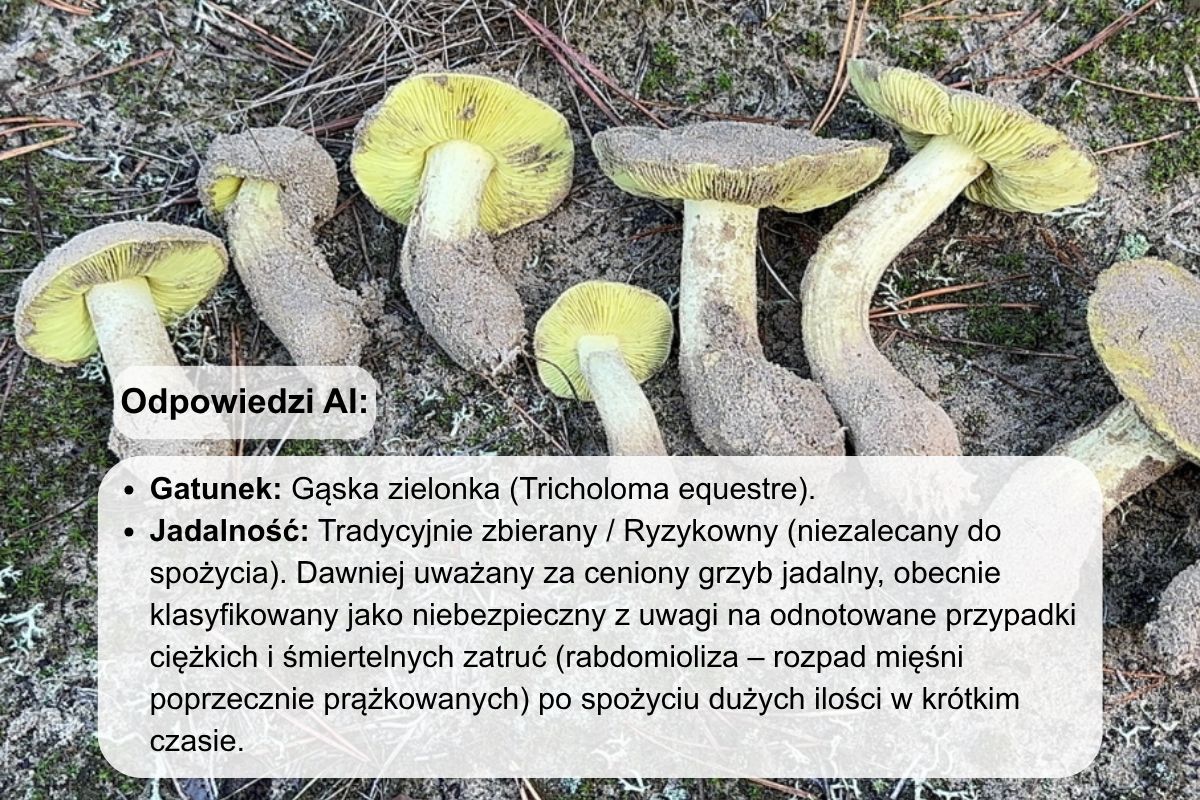 Gąski zielonki zostały oznaczone przez Gemini jako ryzykowne