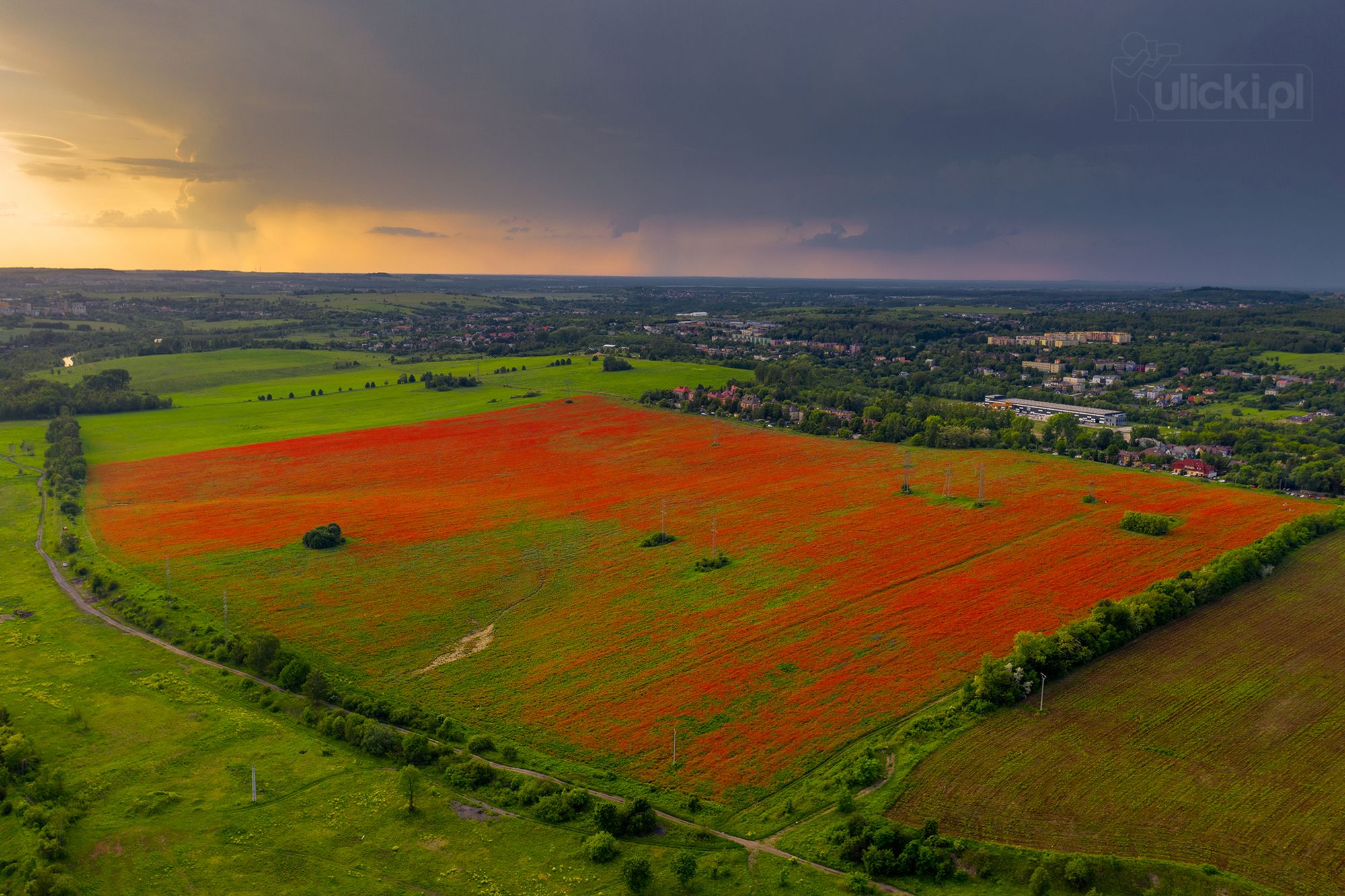 Przepiękne maki na Śląsku. Fotograf zdążył 5 minut przed oberwaniem chmury 2