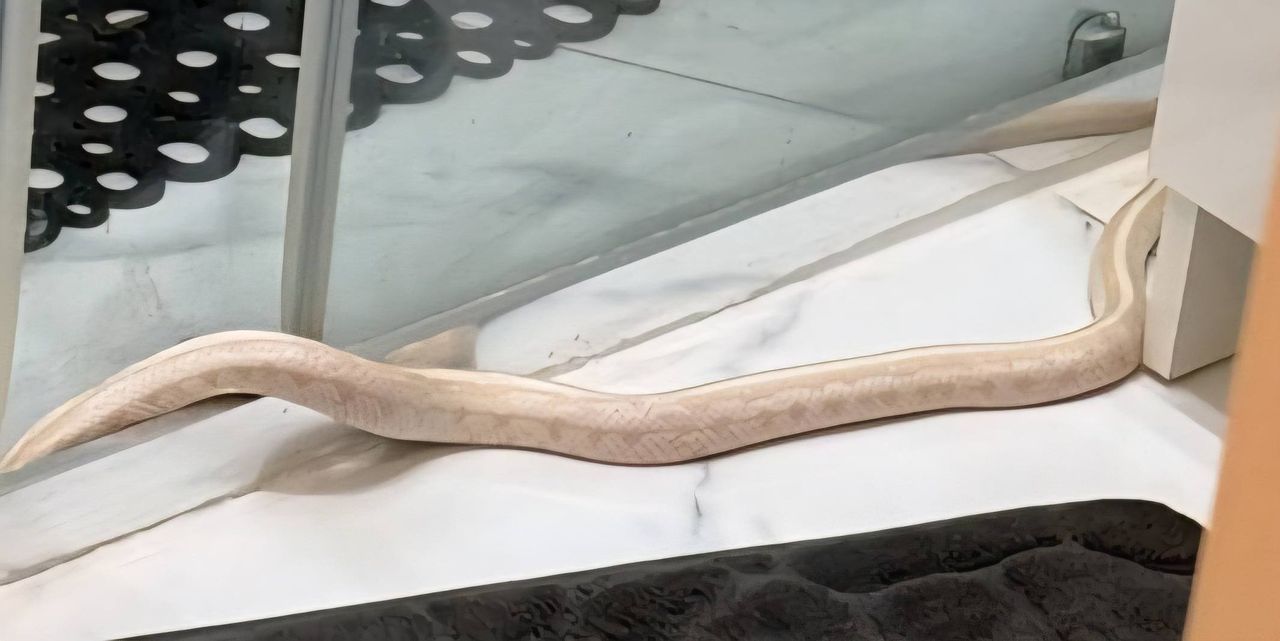 Metrowy wąż zbożowy pod prysznicem – elblążanin przeżył szok w własnej łazience