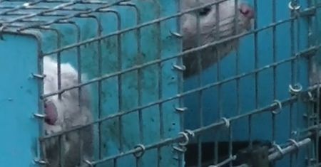 Ferma norek z reportażu WP została zamknięta. Sprawą zajmie się prokuratura